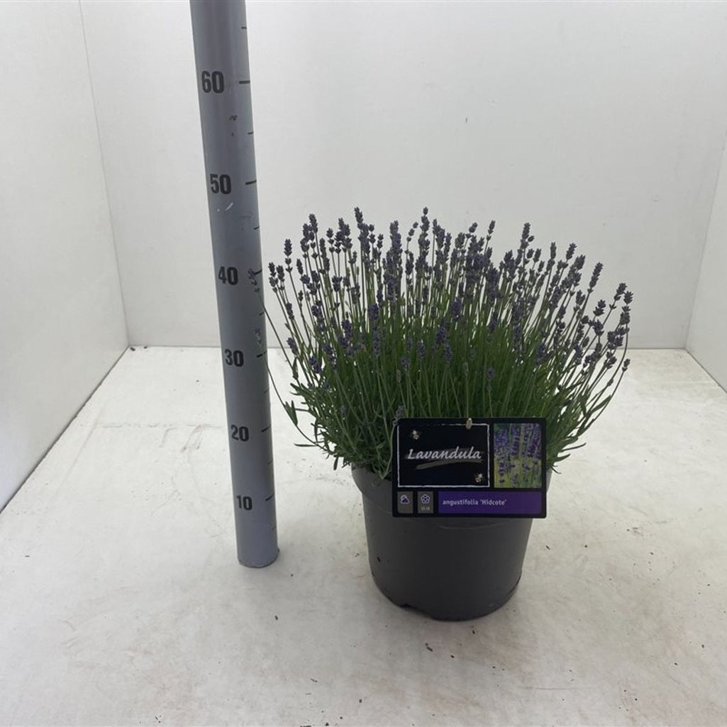Lavendel – Lavandula angustifolia 'Hidcote' - C7,5